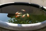 雷龙鱼幼苗怎么养