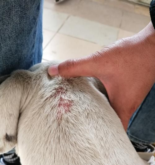 八哥犬红疙瘩的治疗方法（如何帮助宠物恢复健康）