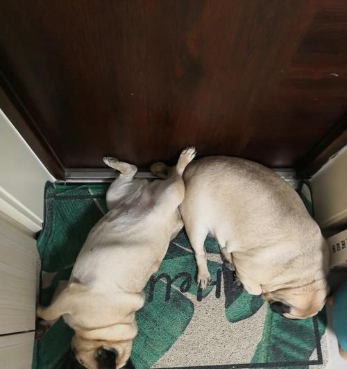 八哥犬红疙瘩的治疗方法（如何帮助宠物恢复健康）