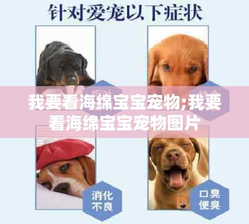我要看海绵宝宝宠物;我要看海绵宝宝宠物图片