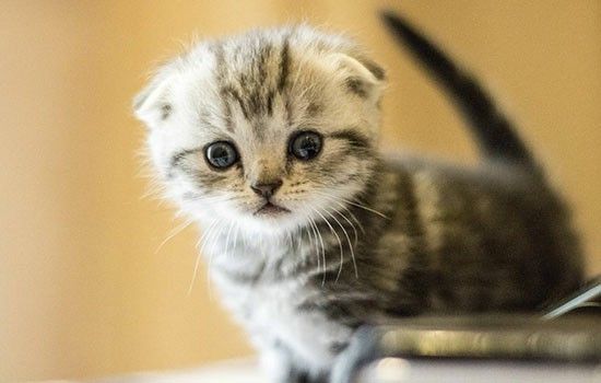 猫怎么运输到异地 猫运输的注意事项