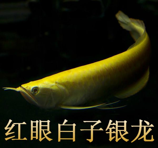 盘点世界十大最贵宠物，你知道几个 观赏鱼 第1张