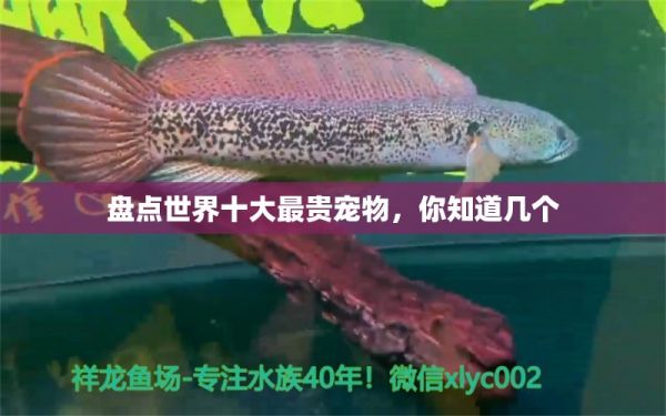 盘点世界十大最贵宠物，你知道几个 观赏鱼 第2张