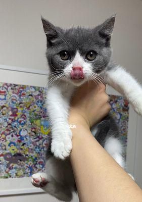 怎样救治被猫卡住嗓子的宠物（拯救你家宠物的有效方法和预防措施）