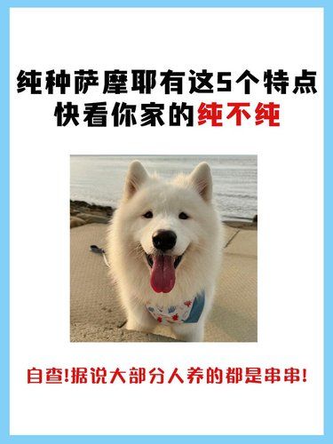 快来自查！你家萨摩耶纯不纯