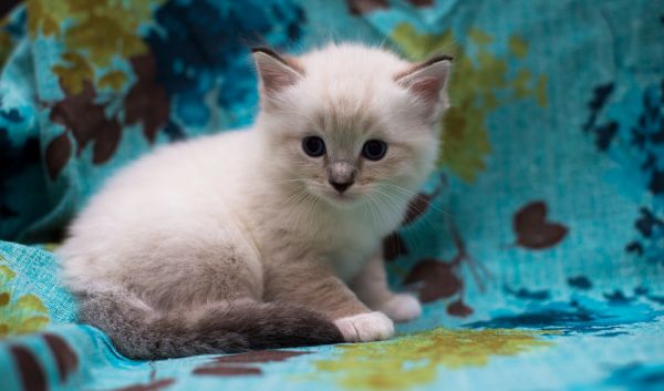 宠物店一般会回收猫吗,收猫多少钱一只（了解宠物店常规经营及行业标准）