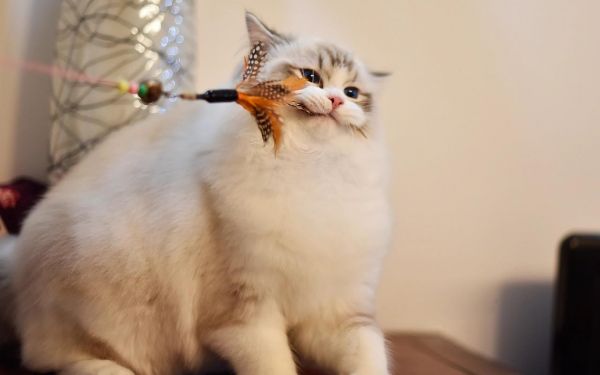 宠物店一般会回收猫吗,收猫多少钱一只（了解宠物店常规经营及行业标准）