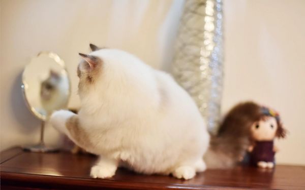 宠物店一般会回收猫吗,收猫多少钱一只（了解宠物店常规经营及行业标准）