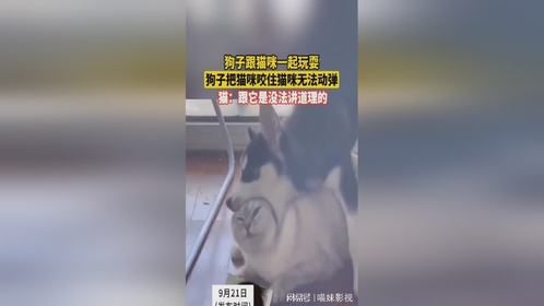 狗子跟猫咪一起玩耍 狗子把猫咪咬住猫咪无法动弹