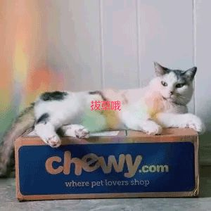 Chewy多款宠物干粮、湿粮套盒订购立享95折