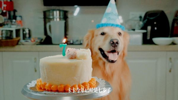 狗狗年龄最新换算表,各年龄段照顾方法