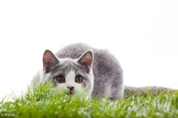 辟谣:猫咪的一岁相当于人类的七岁?其实没有那么简单