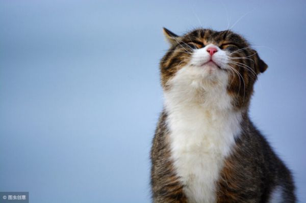 辟谣:猫咪的一岁相当于人类的七岁?其实没有那么简单