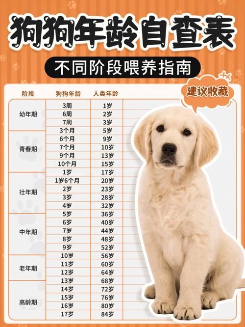 柯基不同年龄的食量图：柯基犬各年龄段的食量