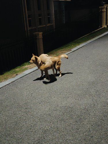 麻花狗