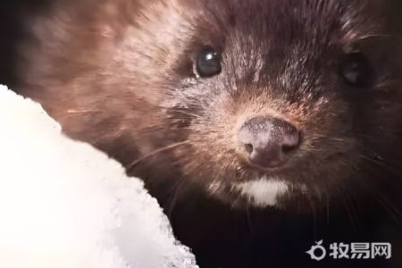 水貂饲养方法