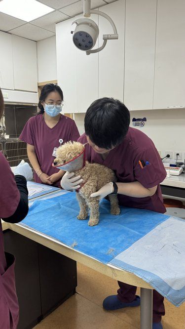 救我毛孩一命！这家宠物医院太棒了！