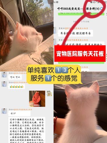 社牛猫猫勇闯宠物医院！青岛24小时服务天花板