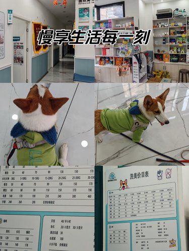 宠物美容小心得