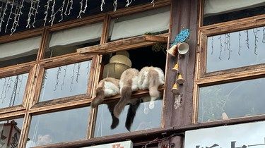 这家店的猫猫有点外向！
