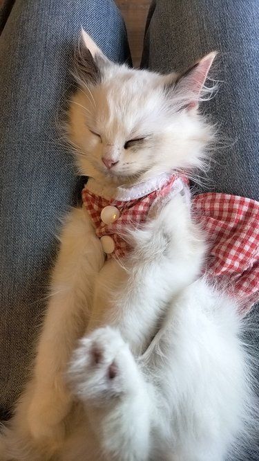 店里猫咪超治愈