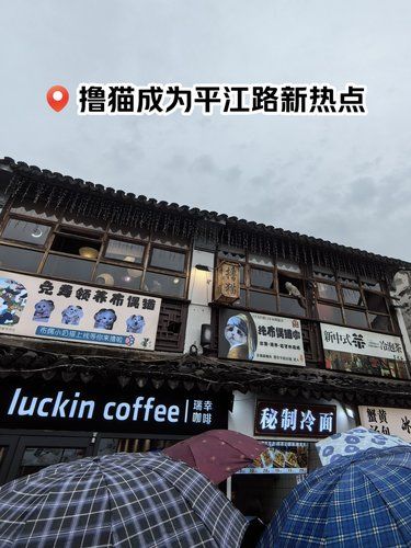 撸猫成为平江路新热点