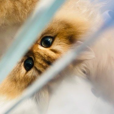 这里的猫猫好会营业