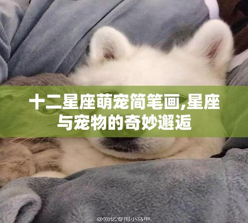十二星座萌宠简笔画,星座与宠物的奇妙邂逅