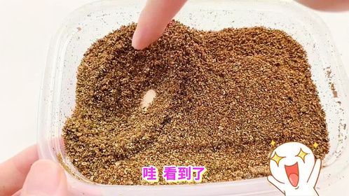 妙妙挑战孵化小乌龟，用了1个月时间，能孵化出几只？