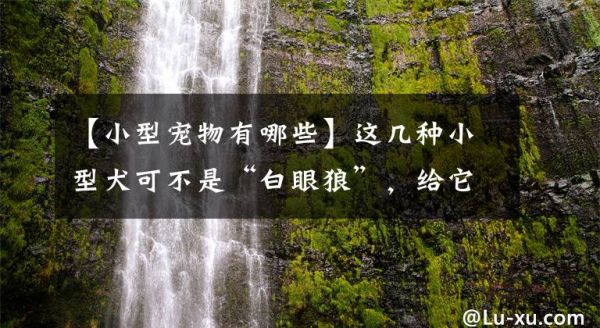 【小型宠物有哪些】这几种小型犬可不是“白眼狼”，给它一口吃的，就会跟你一辈子文章配图