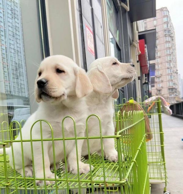 拉布拉多几岁后可以停止打疫苗？怎么处理？