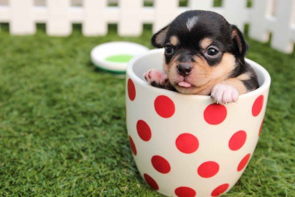 茶杯犬是什么品种的狗