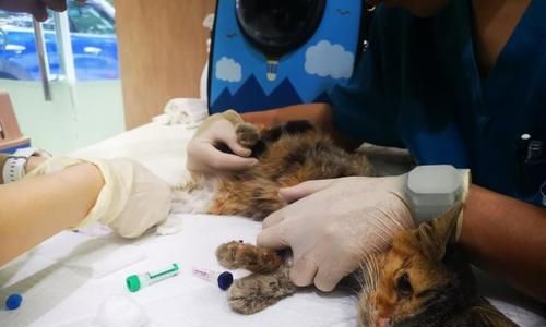 狗进行手术时如何输血（宠物健康关键）