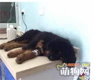 了解狗狗这些常见疾病，关爱从预防开始