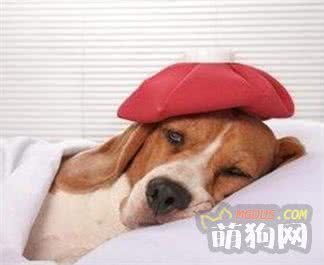 了解狗狗这些常见疾病，关爱从预防开始