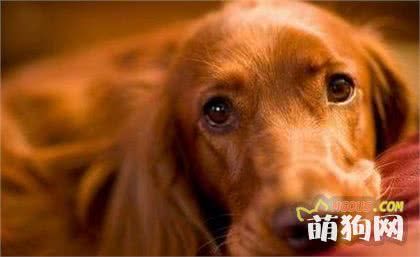 了解狗狗这些常见疾病，关爱从预防开始