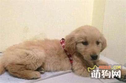 了解狗狗这些常见疾病，关爱从预防开始