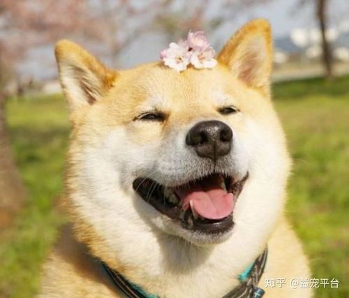 爱养狗的男人是个什么样的人(喜欢养狗的男人是什么性格呢)