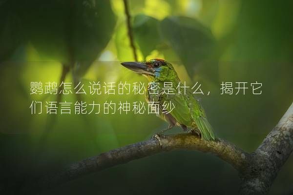 鹦鹉怎么说话的秘密是什么，揭开它们语言能力的神秘面纱