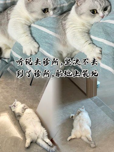小东西也太有心眼了[尴尬]