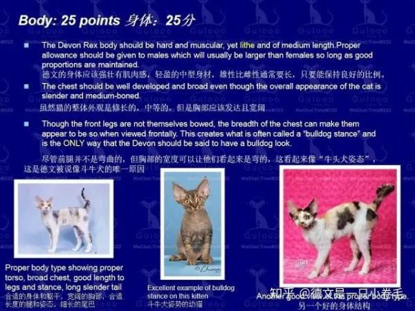 72种猫咪品种大全图片及名字_猫咪名字大全_猫咪大全名字叫什么