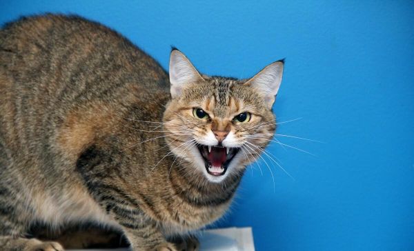 猫咪名字大全_猫咪大全名字叫什么_72种猫咪品种大全图片及名字