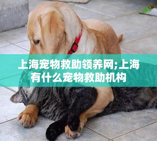 上海宠物救助领养网;上海有什么宠物救助机构