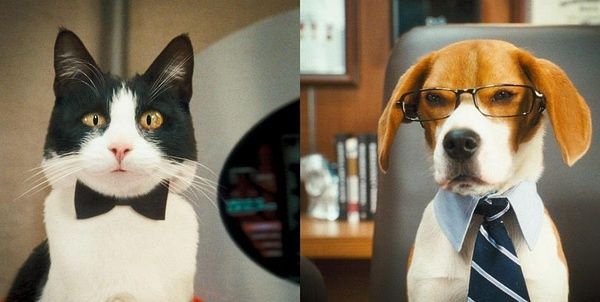 猫咪空运,空运猫,深圳猫深圳,国际猫咪空运