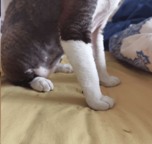 铲屎官的噩梦:猫浮毛过敏怎么办?宠物空气净化器哪个牌子好
