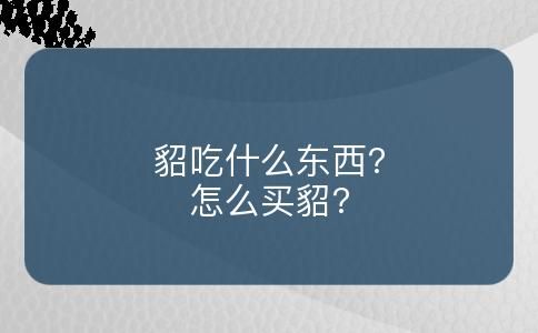 貂吃什么东西?怎么买貂?