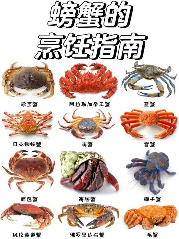 大螃蟹宠物品种介绍,大螃蟹宠物品种介绍图片