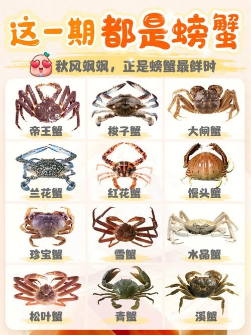 大螃蟹宠物品种介绍,大螃蟹宠物品种介绍图片