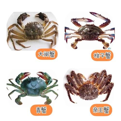 大螃蟹宠物品种介绍,大螃蟹宠物品种介绍图片