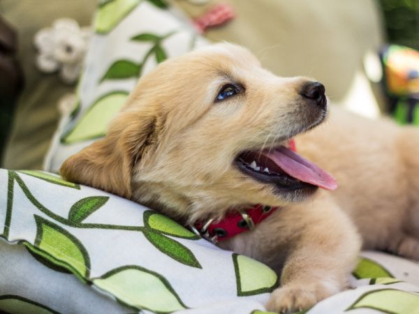 猎犬的宠物智能项圈：电子围栏宠物安全的新保障